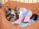 Clothing for dogs